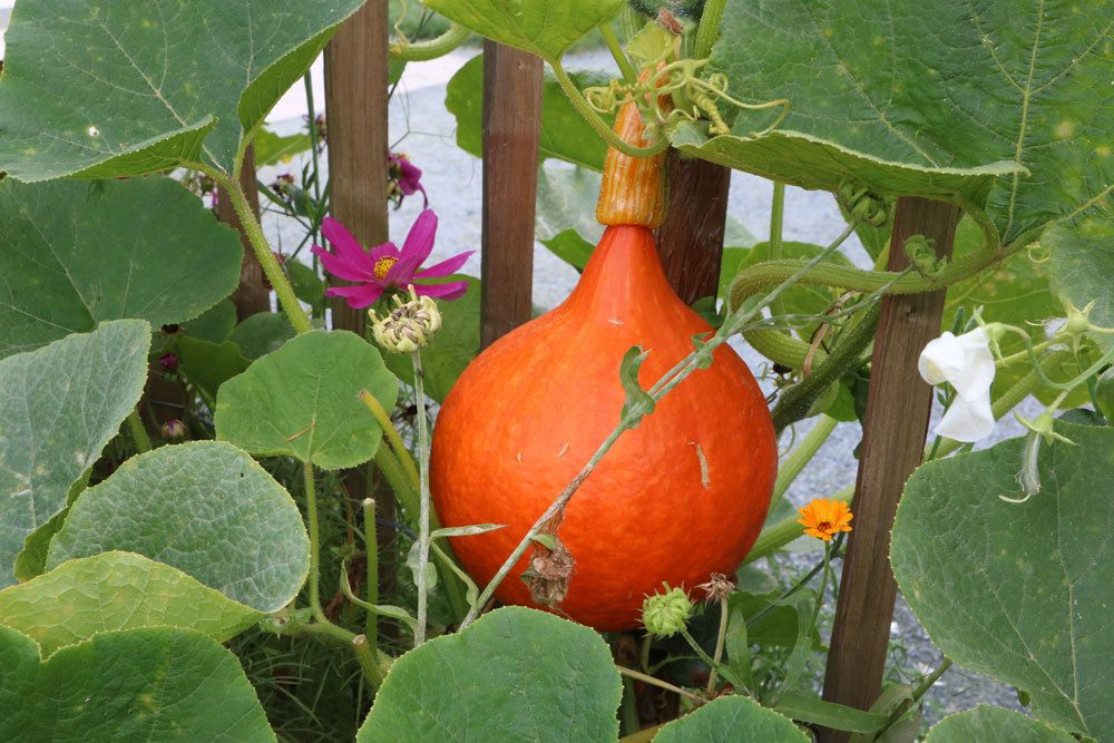 Hokkaido-Kürbis im Gartenbeet