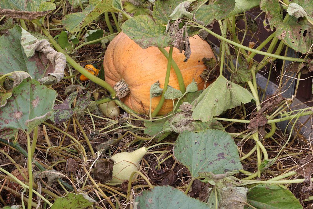 Kürbispflanze mit Frucht im Garten