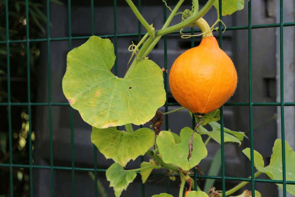 Kürbispflanze an einem Rankgitter