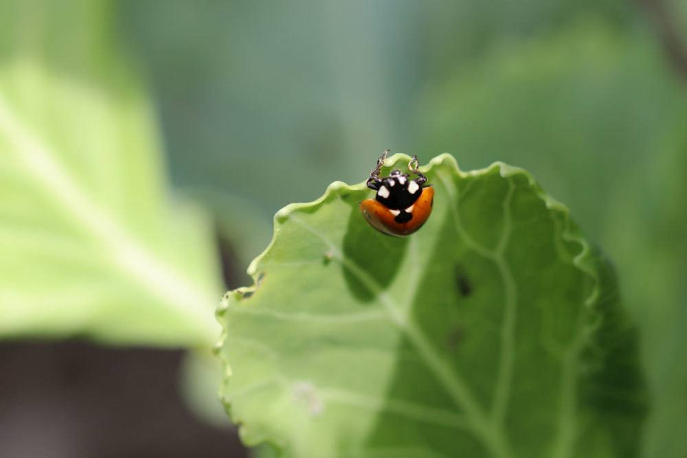 Marienkäfer als biologisches Mittel