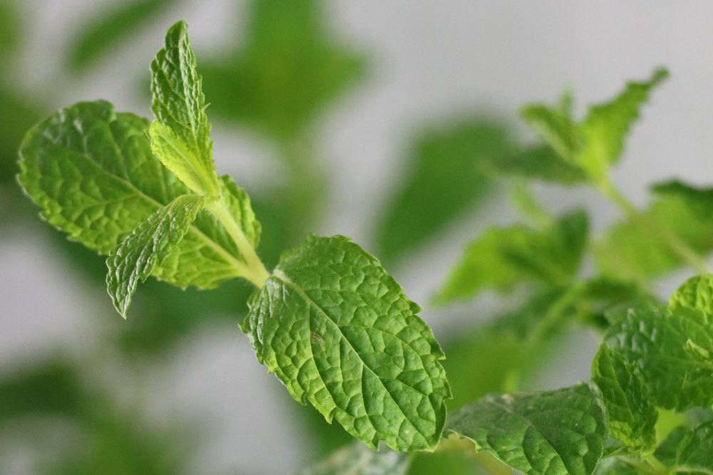 Minze besitzt einen aromatischen Duft