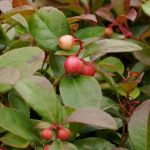 Niedere Scheinbeere, Gaultheria procumbens