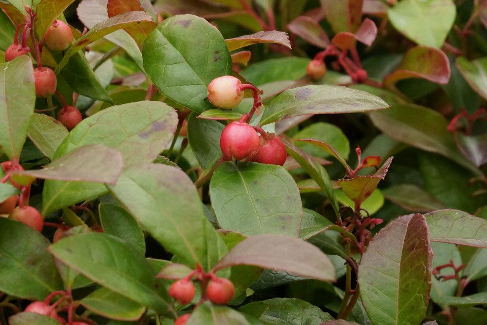 Niedere Scheinbeere, Gaultheria procumbens