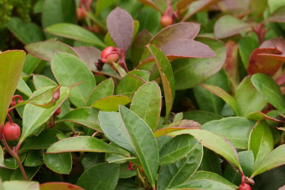 Gaultheria procumbens ist eine immergrüne Winterpflanze