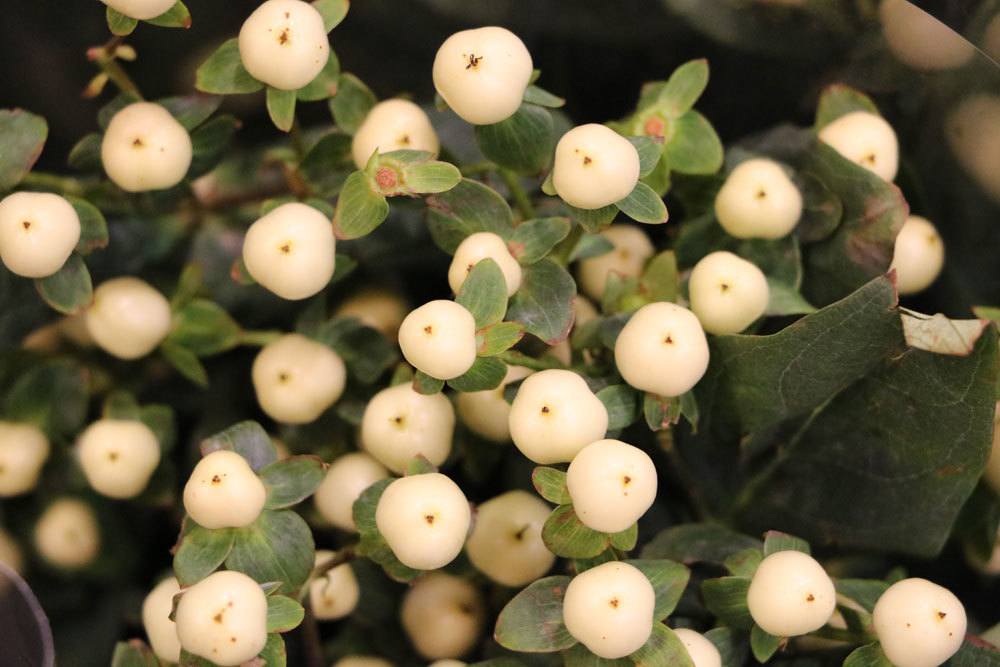 Niedere Scheinbeere mit weißen Fruchtkapseln