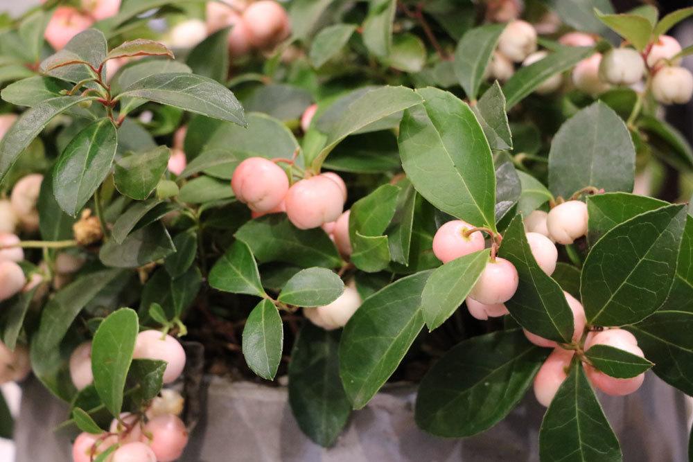 Niedere Scheinbeere mit rosa Früchten