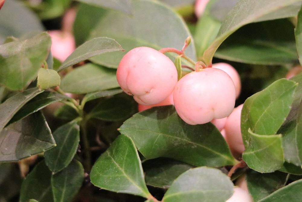 Gaultheria procumbens ist ein zauberhafter Bodendecker