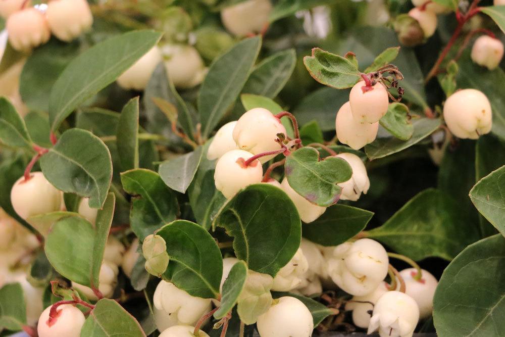 Gaultheria procumbens ist eine frostharte Pflanze