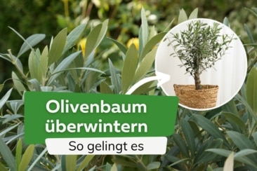 Olivenbaum in der Wohnung überwintern - so gelingt es