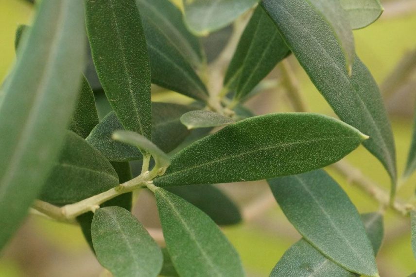 Schädlinge am Olivenbaum was tun bei Läusen & weißen Belägen?