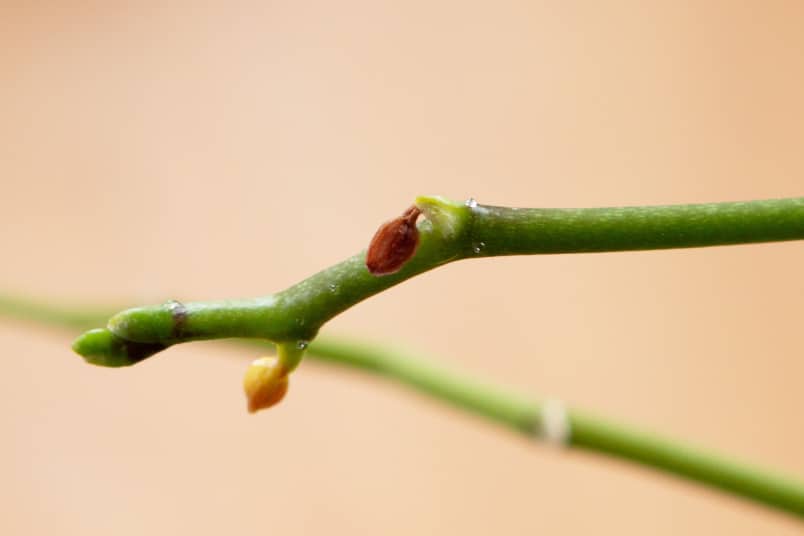 Orchidee mit eingetrockneter Knopse