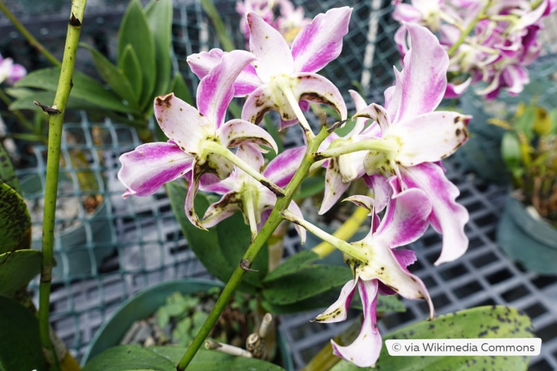 Odontoglossum-Orchidee mit Virusbefall