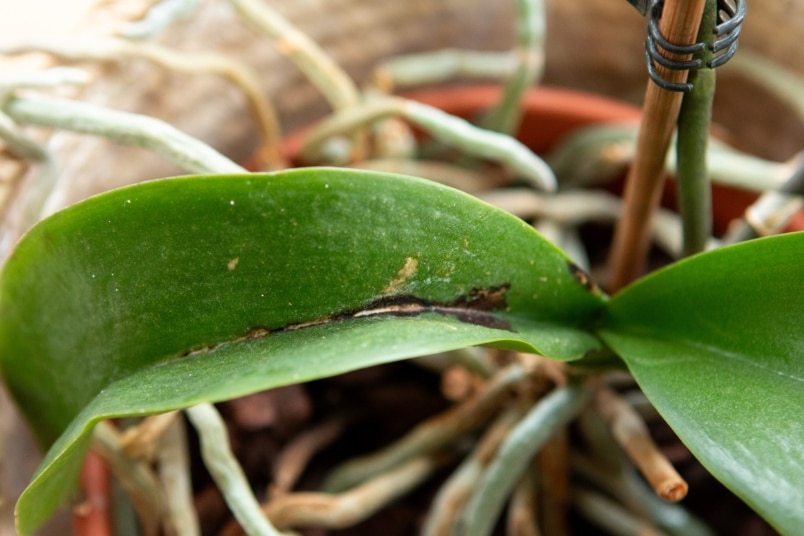 Orchidee mit schwarzen Flecken auf Blättern