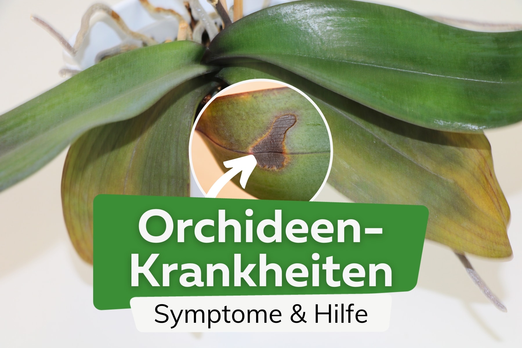 Krankheiten bei Orchideen: 12 Pilze + Probleme an Blättern