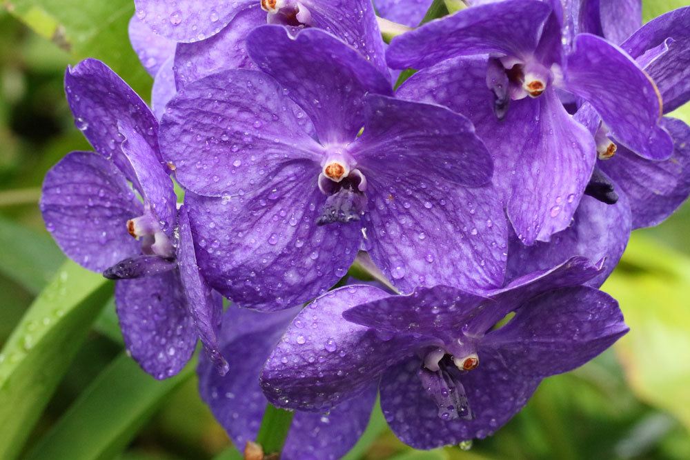 Orchidee benötigt einen speziellen Übertopf