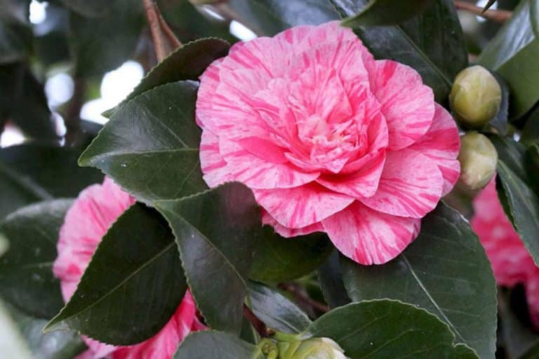 Kamelie bekommt braune Blätter was tun? BlattKrankheiten