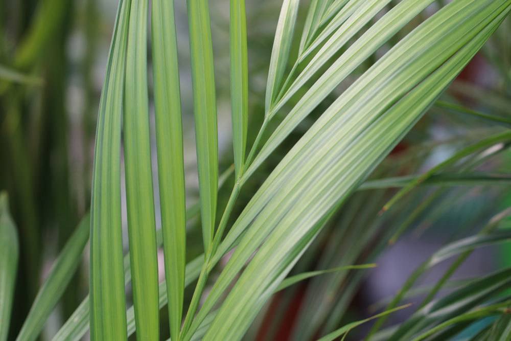 Kentia Palme, Howea