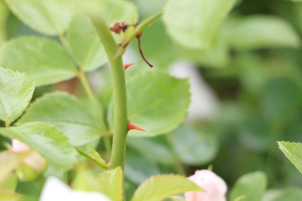 Rosen wegen spitzer Dornen nur mit Schutzkleidung schneiden