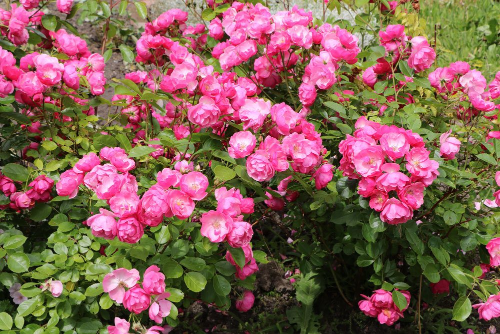 Rosen vor dem Frost zurückschneiden