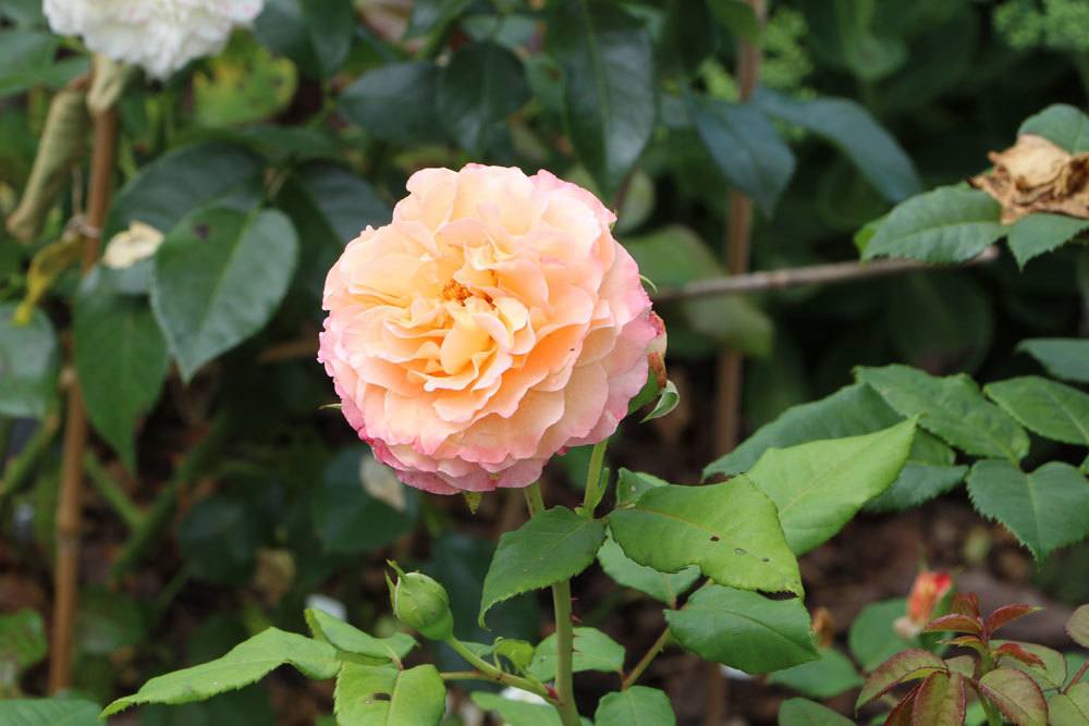 Herbstschnitt bei Rosen verhindert Krankheiten