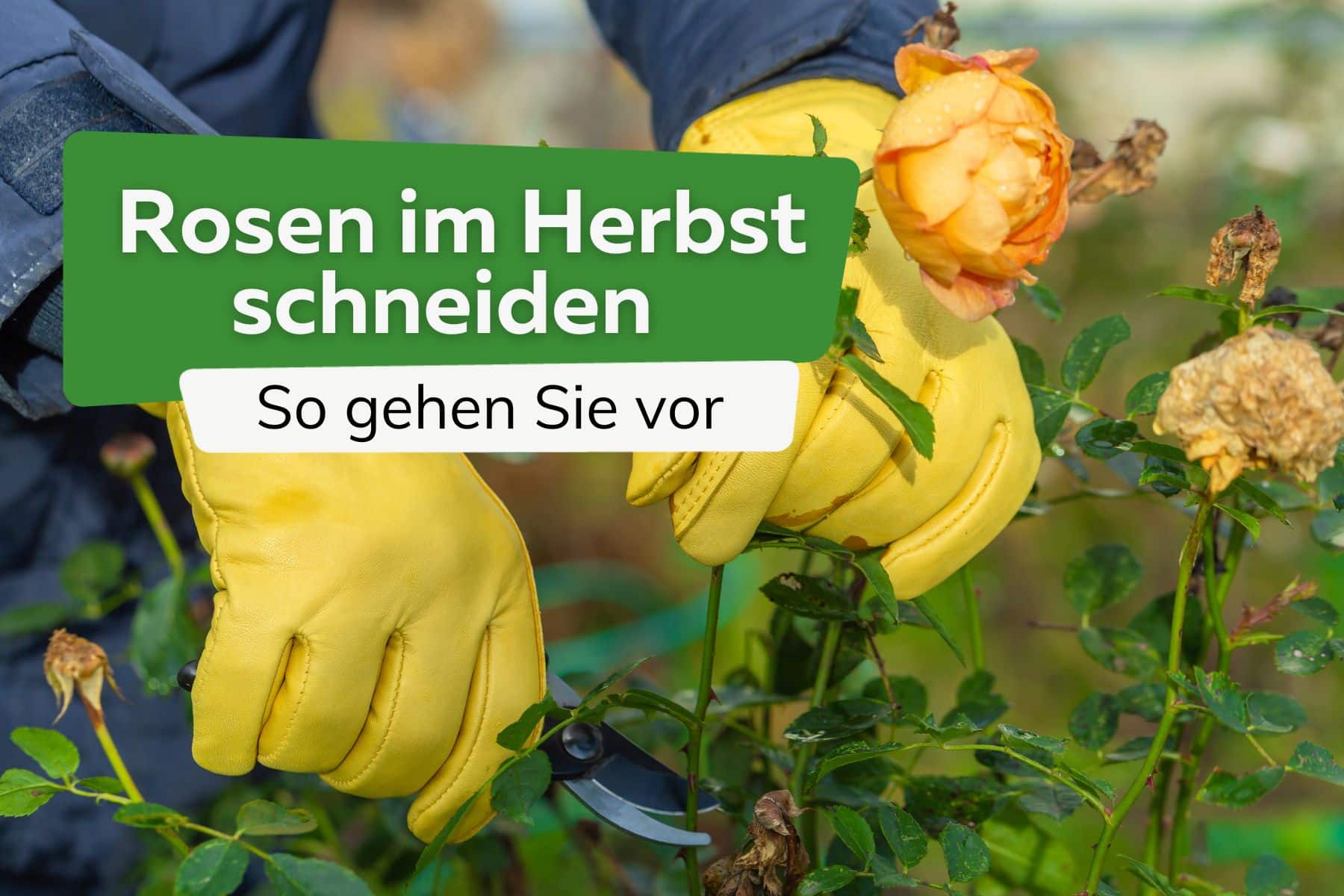 Rosen schneiden - wann erfolgt der Rosenschnitt im Herbst? Anleitung