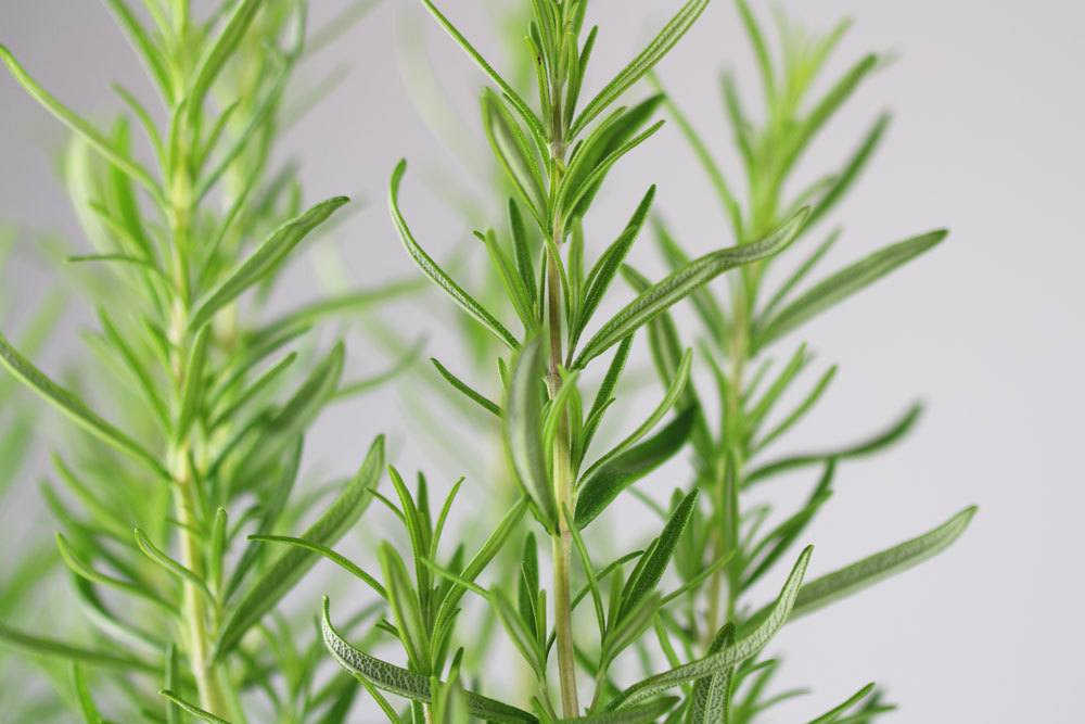 Rosmarinus officinalis duftet aromatisch und würzig