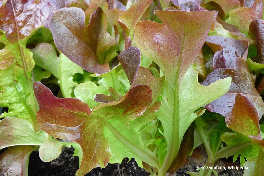 Eichblattsalat ist ein Pflücksalat