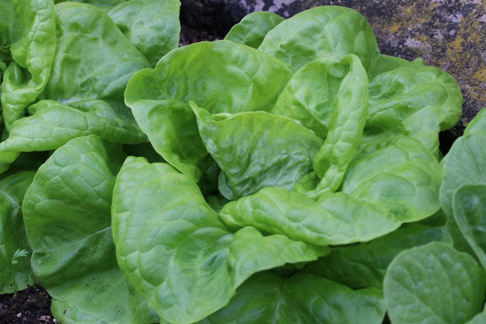 Kopfsalat mit seiner rundlichen Form