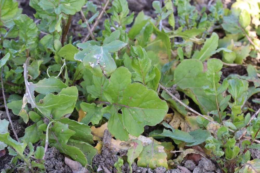 Rucola ist in der italienischen Küche beliebt