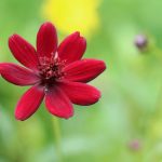 Schokoladenblume mit dunkelroter Blütenfarbe