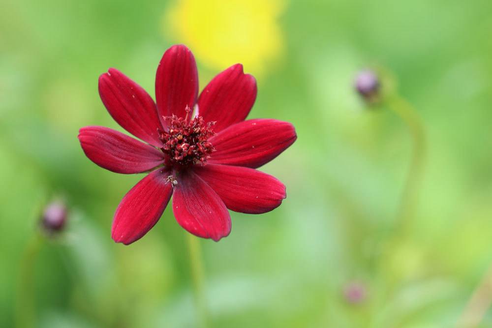 Schokoladenblume mit dunkelroter Blütenfarbe