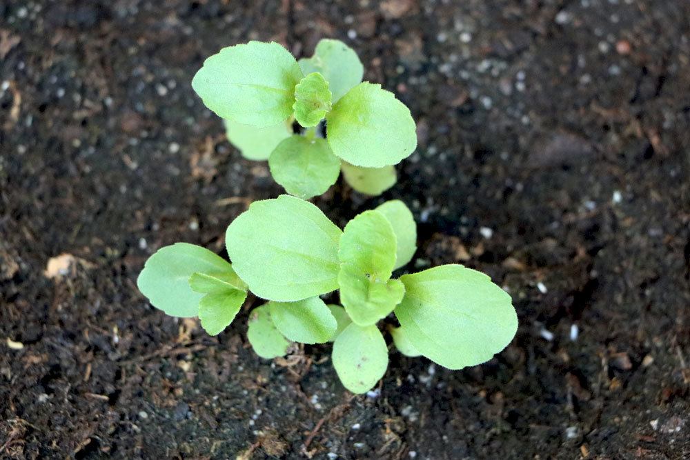 Stevia ist ein Lichtkeimer