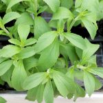 Stevia Stevia rebaudiana