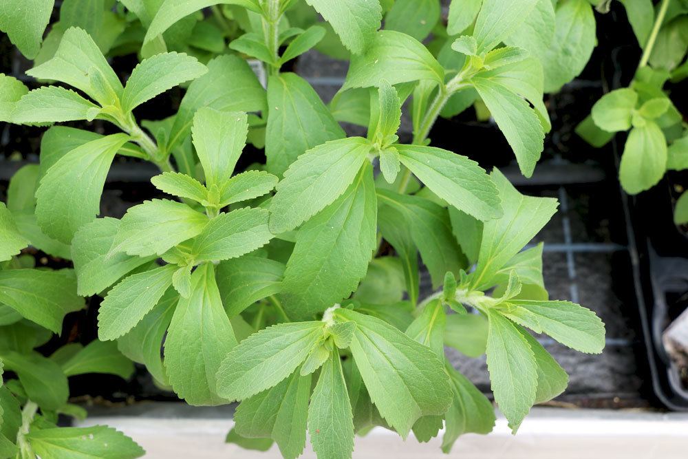 Stevia Stevia rebaudiana