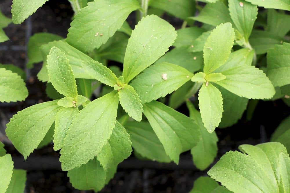 Stevia ist süßer als Zucker