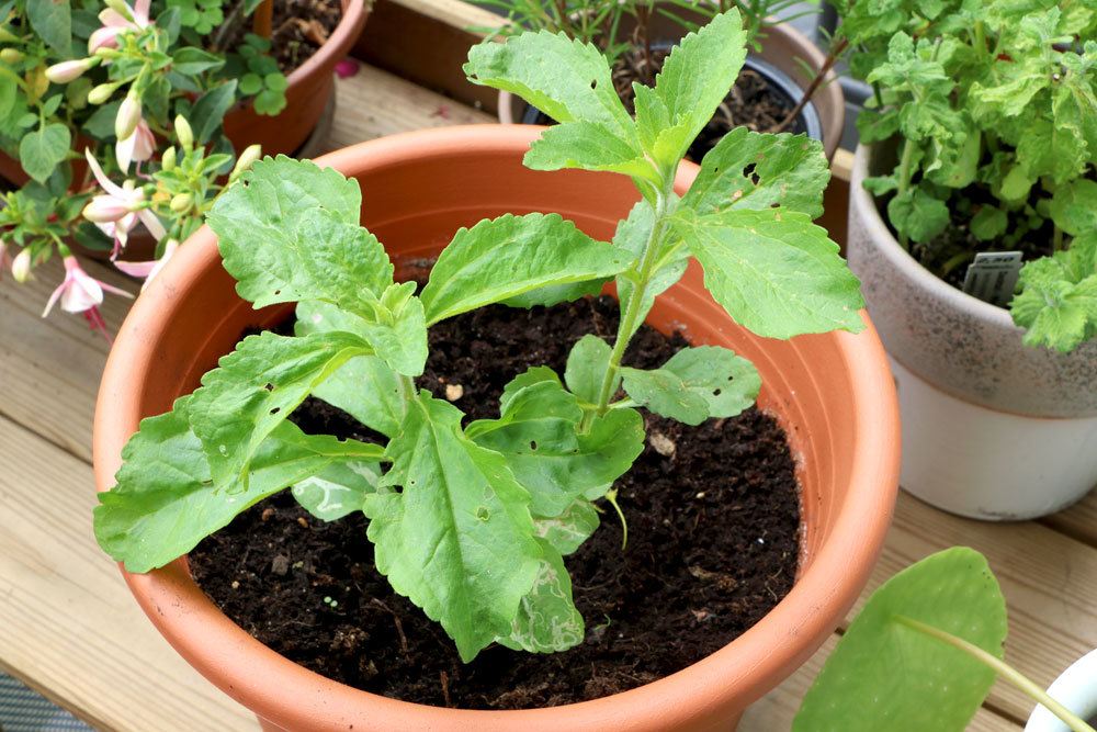 Stevia stammt aus Südamerika