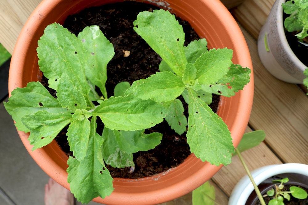 Stevia wird auch als Honigkraut bezeichnet