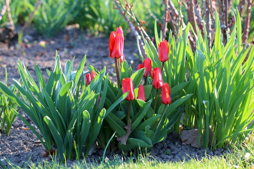 Tulpen bevorzugen einen sonnigen Standort