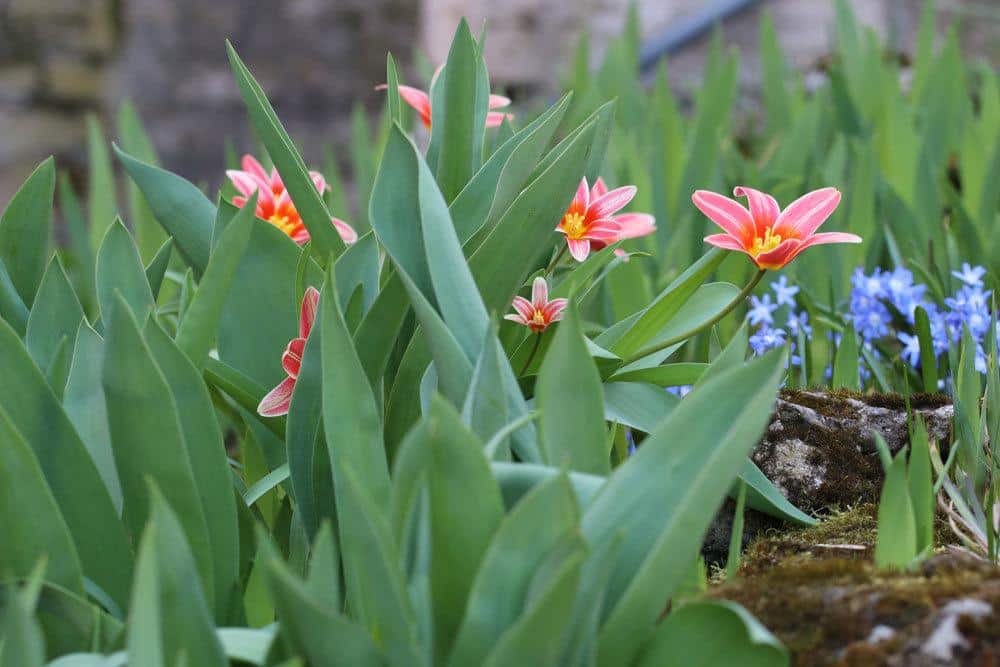 Tulpen richtig in die Erde pflanzen