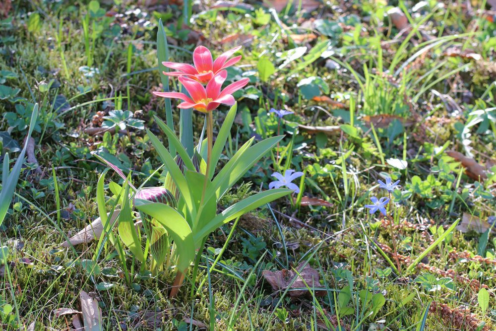 Tulpen im Garten