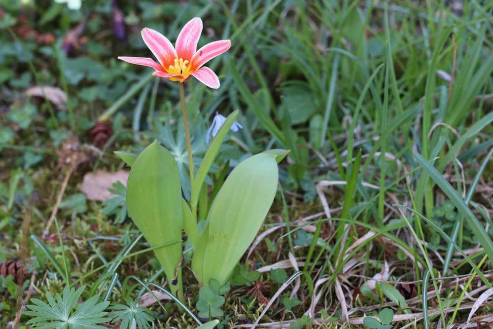 Tulpe im heimischen Garten