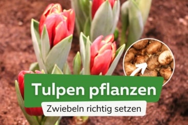 Tulpen pflanzen: wann und wie Sie Tulpenzwiebeln richtig setzen