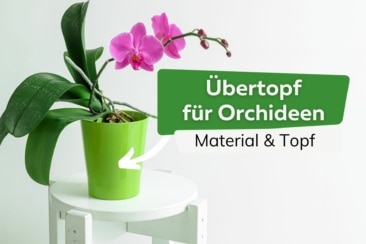 Übertopf Orchidee Titel