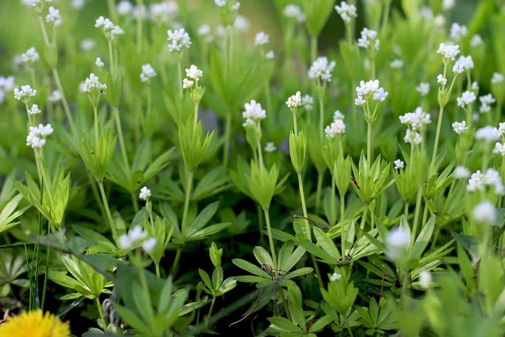 Waldmeister wächst in laubwäldern