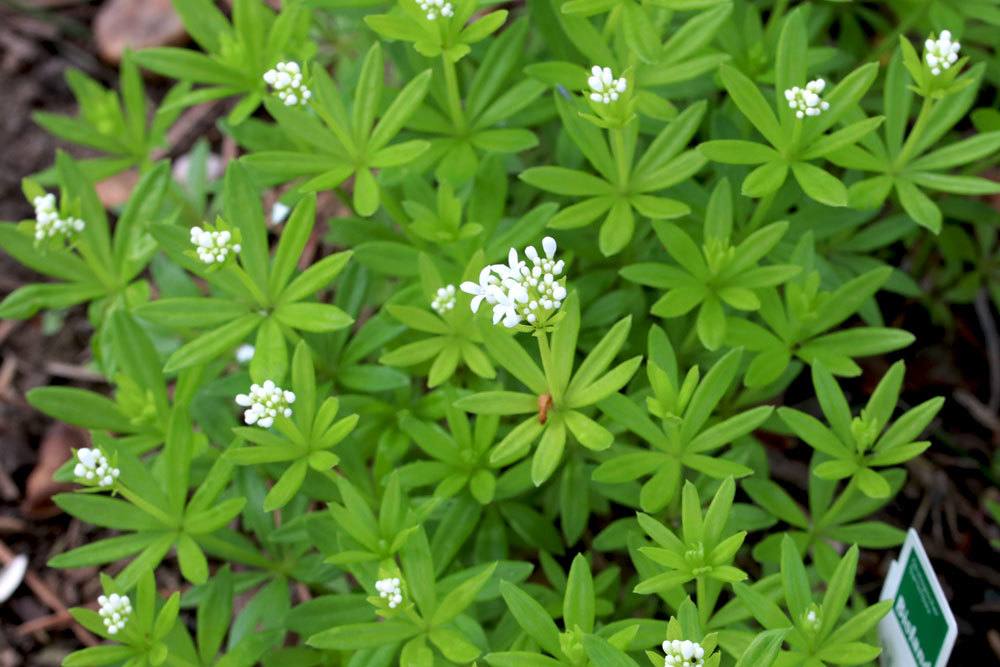 Lebensmittel mit Waldmeistergeschmack sind bei Kindern beliebt