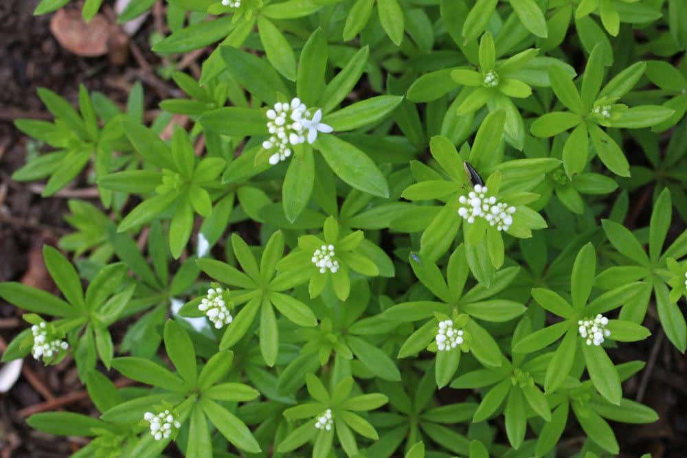 Blühender Waldmeister