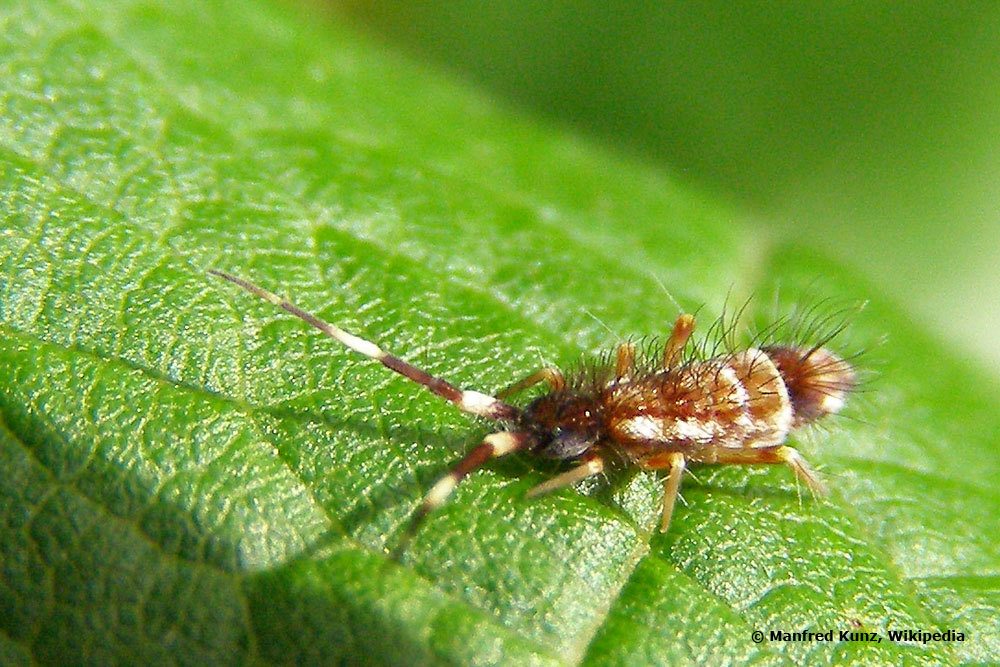 Springschwänze, Collembola