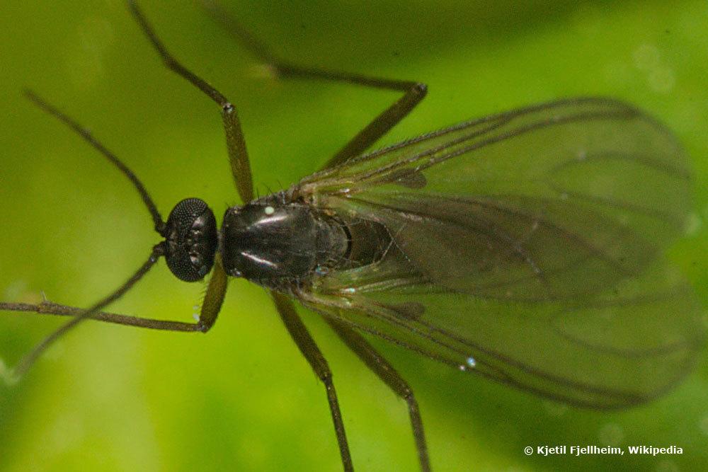 Trauermücke, Sciaridae