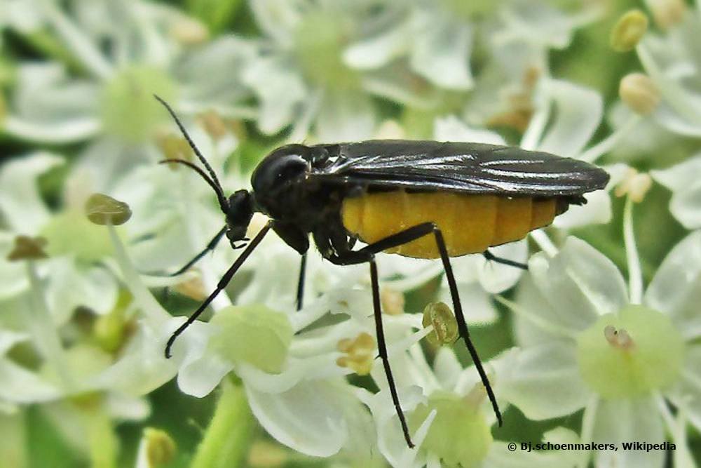 Trauermücke, Sciaridae, Schädlinge an Zimmerpflanzen