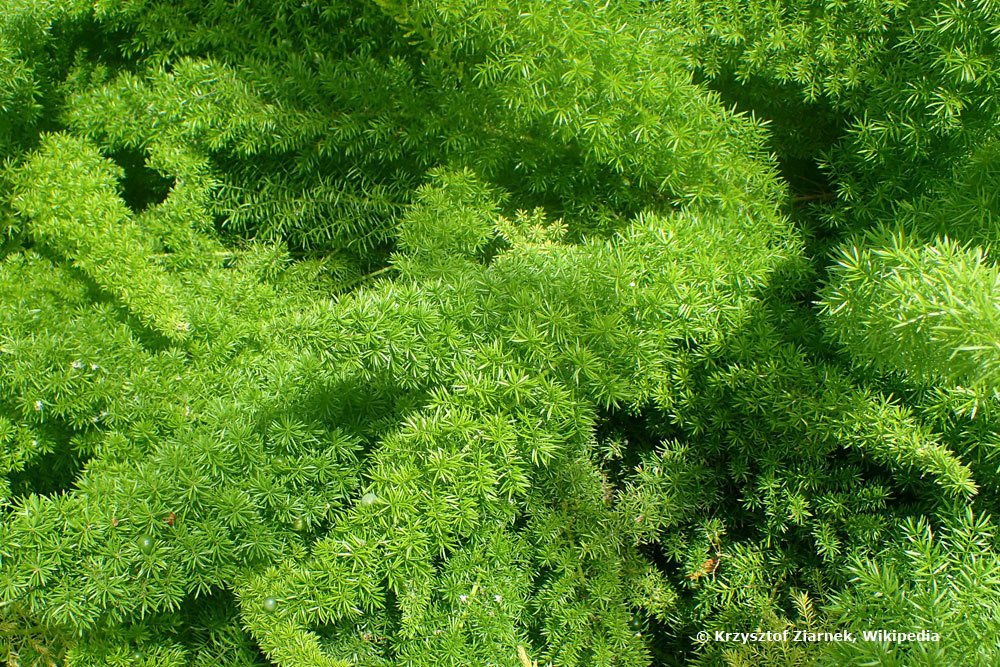 Asparagus densiflorus myersii